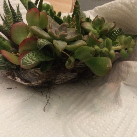 Succulent collection - Picture 3 of 3